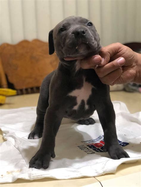 45 miles. . Pitbull puppies for sale in chicago